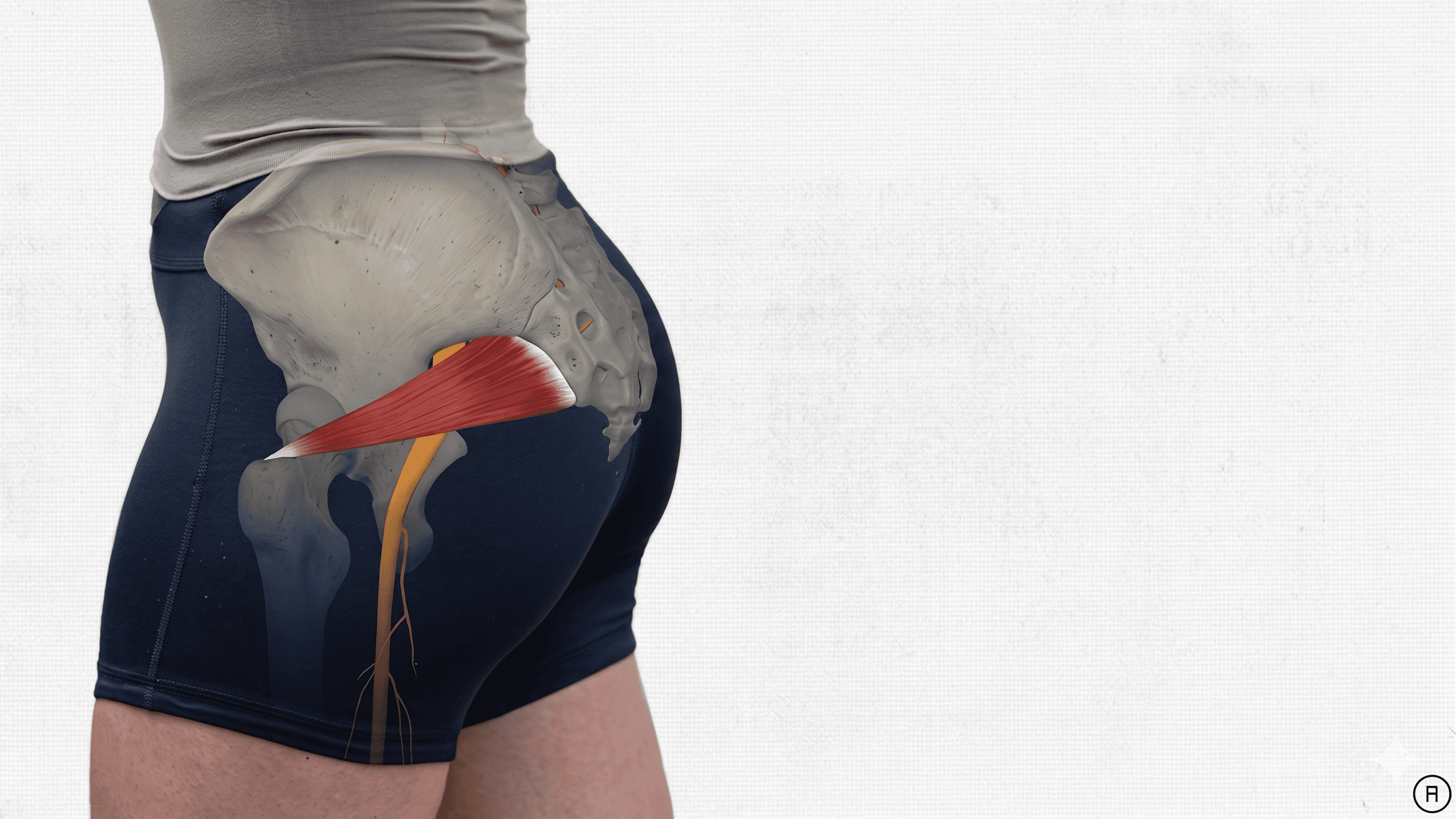 Side view of a person wearing compression shorts with an anatomical overlay showing the piriformis muscle (red) compressing the sciatic nerve (yellow) as it exits the pelvis.